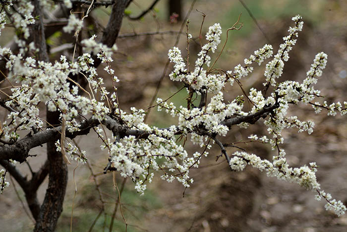 DSC_0255.JPG